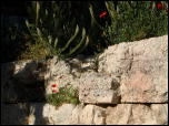 Click on one of the size names above to enlarge this image Click on one of the size names above to enlarge this image