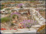 Click on one of the size names above to enlarge this image Click on one of the size names above to enlarge this image