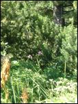 Click on one of the size names above to enlarge this image Click on one of the size names above to enlarge this image