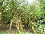 Click on one of the size names above to enlarge this image Click on one of the size names above to enlarge this image