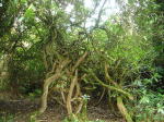 Click on one of the size names above to enlarge this image Click on one of the size names above to enlarge this image